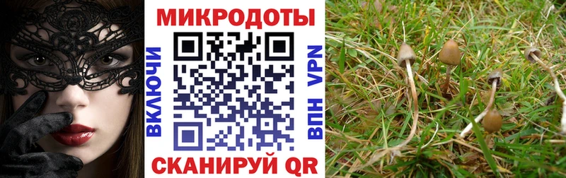 darknet какой сайт  omg ТОР  Славск  Псилоцибиновые грибы Cubensis 